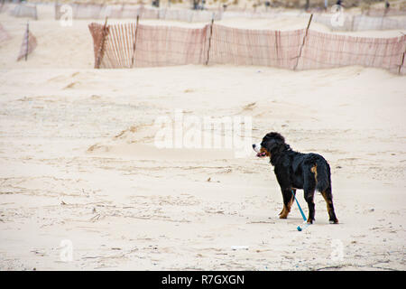Berner Sennenhund mit lockerer Leine stehend auf Strand sand Stockfoto