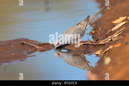 Ein Diamant Taube, Geopelia cuneata, Trinken in einem kleinen Wasserloch mit Reflexion in trockenen Outback Australien. Stockfoto