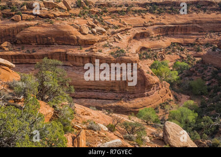 McLoyd Canyon, der enthält die Ancenstral Puebloan Mond Haus Ruine auf Cedar Mesa, einst Teil der Bären Ohren National Monument, Utah, USA Stockfoto