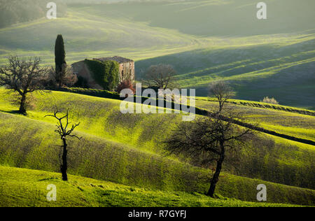 Mediterranes Landhaus auf grünen Hügeln im frühen Frühjahr Zeit an einem nebligen Morgen, Toskana, Italien Stockfoto