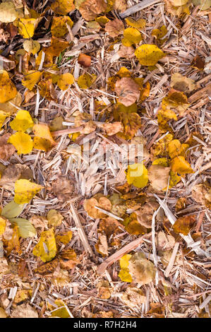 Gelben Blätter im Herbst auf der Hackschnitzel. Hintergrund, Natur. Stockfoto