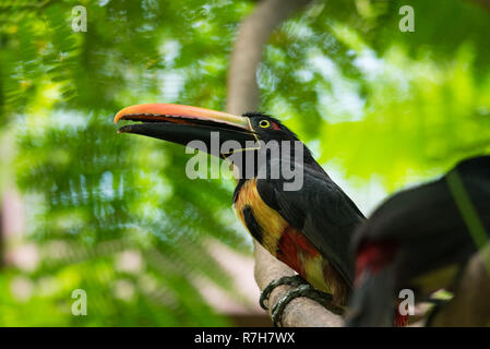 Glücklich und fröhlich Collared aracari (Pteroglossus torquatus) Toucan ist ein in der Nähe von säugetierart. Stockfoto