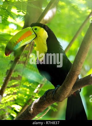 Keel billed Toucan (Ramphastos sulfuratus), aka Schwefel breasted oder Rainbow billed Toucan. Lateinamerikanische Mitglied der toucan Familie. Stockfoto