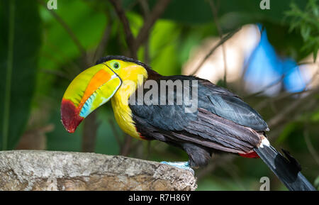 Keel billed Toucan (Ramphastos sulfuratus), aka Schwefel breasted oder Rainbow billed Toucan. Lateinamerikanische Mitglied der toucan Familie. Stockfoto