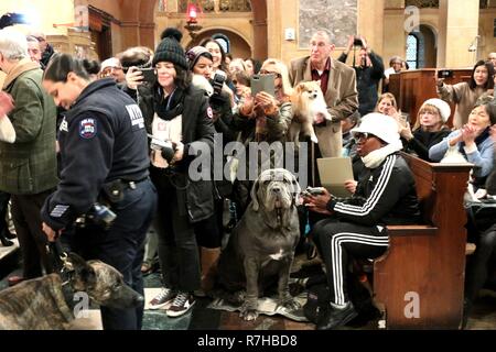 New York, NY, USA. 9. Dez 2018. Das 7. jährliche "Segen der Tiere" Zeremonie wurde an der Christ Church auf der Park Avenue am 9. Dezember 2018. Der Segen beinhaltet eine Prozession von Tieren, die den Altar. Die Veranstaltung bietet individuelle Segnungen für alle Arten von Haustieren, darunter Hunde, Hasen, Meerschweinchen, Tiere und vieles mehr. Alle Tiere sind willkommen und dürfen von ihren Besitzern begleitet werden. Die Veranstaltung wird von Cindy Adams, Kolumnist bei der New York Post organisiert, und Christus Kirche. Credit: 2018 G. Ronald Lopez/DigiPixsAgain. us/Alamy leben Nachrichten Stockfoto