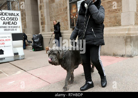 New York, NY, USA. 9. Dez 2018. Das 7. jährliche "Segen der Tiere" Zeremonie wurde an der Christ Church auf der Park Avenue am 9. Dezember 2018. Der Segen beinhaltet eine Prozession von Tieren, die den Altar. Die Veranstaltung bietet individuelle Segnungen für alle Arten von Haustieren, darunter Hunde, Hasen, Meerschweinchen, Tiere und vieles mehr. Alle Tiere sind willkommen und dürfen von ihren Besitzern begleitet werden. Die Veranstaltung wird von Cindy Adams, Kolumnist bei der New York Post organisiert, und Christus Kirche. Credit: 2018 G. Ronald Lopez/DigiPixsAgain. us/Alamy leben Nachrichten Stockfoto