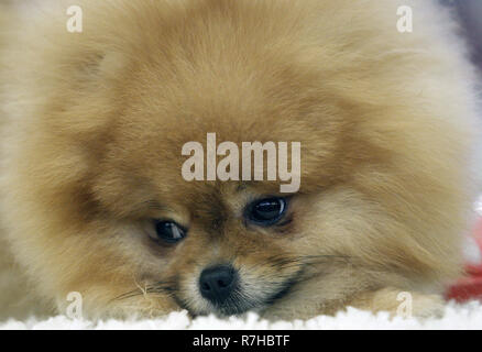 Kiew, Kiew, Ukraine. 9 Dez, 2018. Hund der Pomeranian Spitz Rasse ist während der Dog Show gesehen. Crystal Cup der Ukraine 2018 Dog Show. Credit: Vadim Kot/SOPA Images/ZUMA Draht/Alamy leben Nachrichten Stockfoto