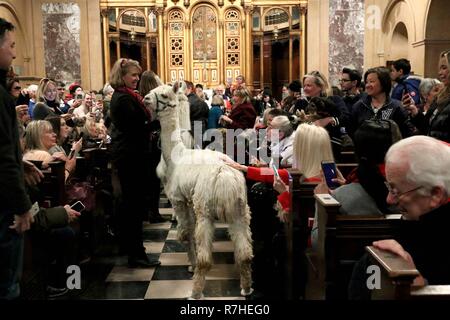 New York, New York, USA. 9 Dez, 2018. Eine Frau mit einem Lama beteiligt sich an der 7. jährlichen Segnung der Tiere" Zeremonie, bei Christ Church auf der Park Avenue. Der Segen beinhaltet eine Prozession von Tieren, die den Altar. Die Veranstaltung bietet individuelle Segnungen für alle Arten von Haustieren, darunter Hunde, Hasen, Meerschweinchen, Tiere und vieles mehr. Alle Tiere sind willkommen und dürfen von ihren Besitzern begleitet werden. Die Veranstaltung wird von Cindy Adams, Kolumnist bei der New York Post organisiert, und Christus Kirche. Credit: G. Ronald Lopez/ZUMA Draht/Alamy leben Nachrichten Stockfoto