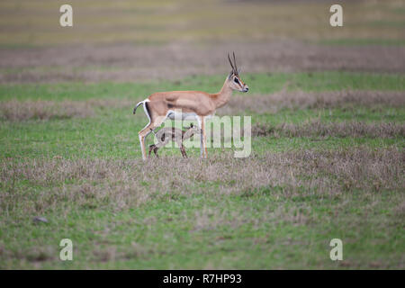 Grant's Gazelle doe Nanger granti gerade Geburt für ein Baby fawn gegeben und es werden, während er auf seinen Füßen im Ngorongoro Krater, Tansania erhält Stockfoto