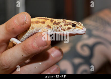 Ein Haustier gemeiner Leopardengecko (Eublepharis macularius) Hand von seinem Besitzer gehalten Stockfoto