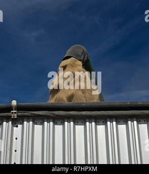 Ingalls Kansas, USA, 24. Oktober 2014 eine John Deere Mähdrescher schickt seine Last von Milo Korn aus dem Vorratsbehälter durch das Rohr in das Bett einer Wartezeit Traktoren Anhänger entladen, damit es den Tausenden von scheffel von Sorghum an die lokalen Co-op, wo es als Tierfutter verwendet wird. Über 100 Bushel ein Morgen von dieser Hälfte Abschnitt am LeRoy Anderson Bauernhof in Ingalls Kansas Credit: Mark Reinstein/MediaPunch Stockfoto