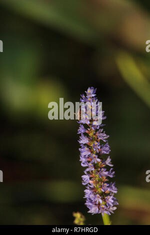 Honig Biene auf der lila Blüten von Pickerel Unkraut Pontederia cordata wachsen in einem Sumpf aus Corkscrew Swamp Sanctuary in Naples, Florida Stockfoto