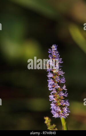 Honig Biene auf der lila Blüten von Pickerel Unkraut Pontederia cordata wachsen in einem Sumpf aus Corkscrew Swamp Sanctuary in Naples, Florida Stockfoto