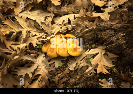 Herbst Pilze auf Baumrinde mit trockenen Blättern Stockfoto