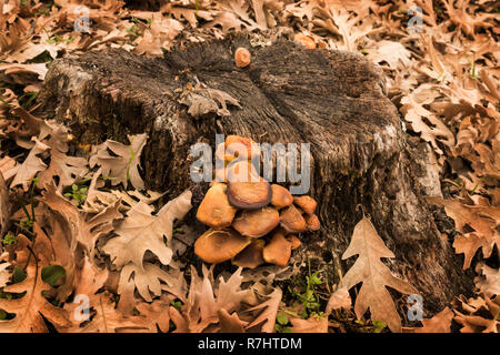 Herbst Pilze auf Baumrinde durch trockenes Laub umgeben Stockfoto
