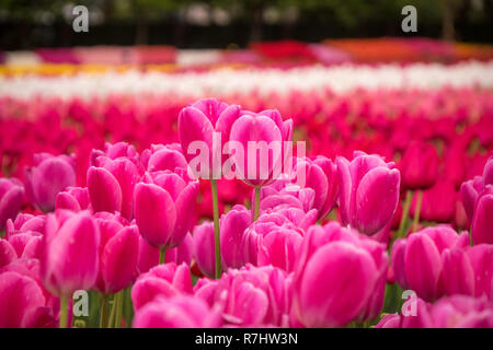 Tulpenfeld in Nabana keine Sato, einem berühmten Blumengarten in Japan Stockfoto