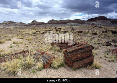 Große versteinertes Holz Trunks unter Gathering Storm clouds in Petrified Forest National Park, Arizona. Stockfoto