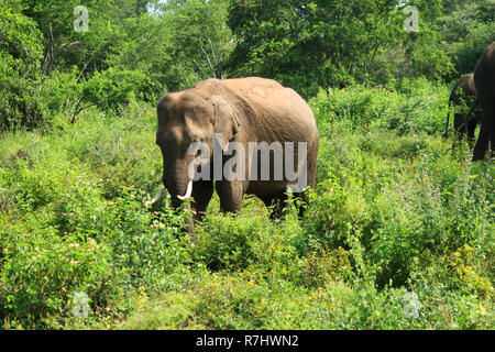 Lonley juvenile asiatischen Elefanten in der udawalawe National Park, S Stockfoto