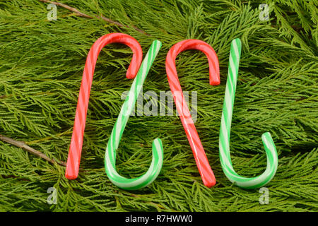 Rote und Grüne Weihnachten Zuckerstangen auf Cedar Weihnachten Grüns Stockfoto
