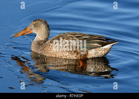 Northern shoveler Ente oder Anas clypeata Henne Schwimmen im See in der Nähe von Eis als Winter Lake beginnt zu frieren. Stockfoto