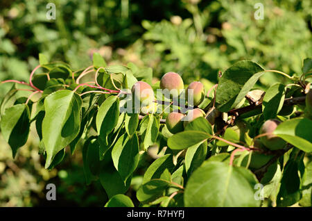 Unreife Aprikosen auf einem Zweig Stockfoto