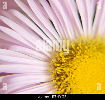 Makroökonomische Bild von Pink daisy Stockfoto