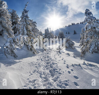 Winterlandschaft in den Bergen. Grüne Tannen unter schwerem Schnee und Sonne im Hintergrund. Stockfoto