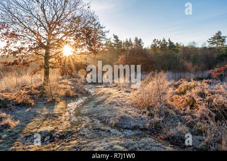 Cleddon Naturpark Moor in der Nähe von Trellech. Stockfoto