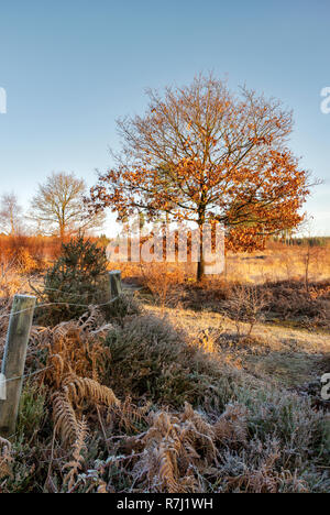 Cleddon Naturpark Moor in der Nähe von Trellech. Stockfoto