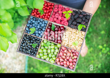 Holzkiste mit Beeren in weibliche Hände. Ansicht von oben. Stockfoto