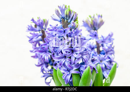 Selektiver Fokus einer lila Hyazinthe (Hyacinthus orientalis Hybride) Stockfoto