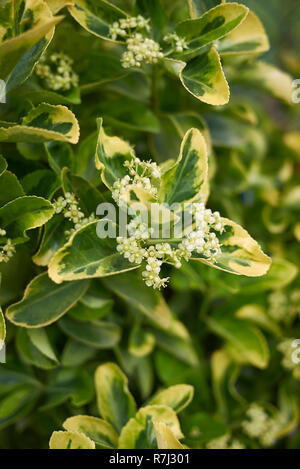 Euonymus japonicus Nahaufnahme Stockfoto