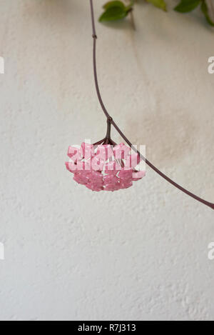 Hoya carnosa in voller Blüte Stockfoto