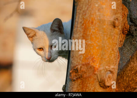 Weiße Katze klettert einen Baum Stockfoto