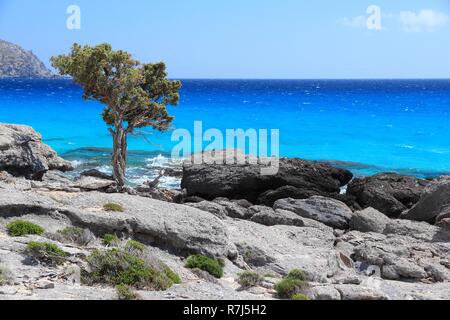 Küste der Insel Kreta in Griechenland. Felsigen Strand Kedrodasos in der Nähe von Elafonisi (oder Elafonissi) mit alten Wacholder. Stockfoto