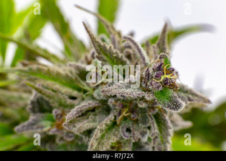 Orange und grüne Haare mit weißen Trichomen decken ein Berry White Bud. Stockfoto