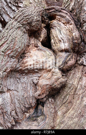 Detail der bizarren Formen der Rinde von sehr alten Willow Stockfoto