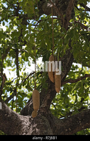 Reife Früchte hängen an den Baum, Wurst, Kigelia Pinnata, Botswana Stockfoto