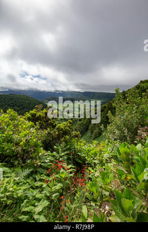 Schöne Hochformat der Pflanzenwelt entlang der Kante des Sete Cidades Caldera in Sao Miguel. Stockfoto