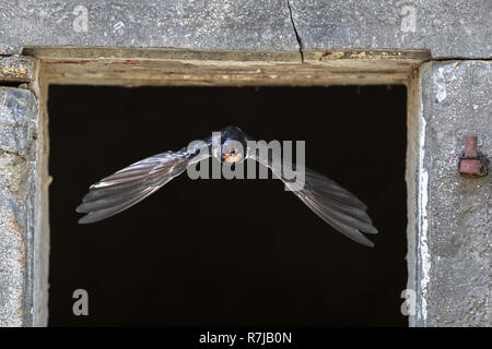 Rauchschwalbe (Hirundo rustica) Vogel fliegen durch den Stein Fenster von nistplatz im alten Gebäude auf der Farm Stockfoto