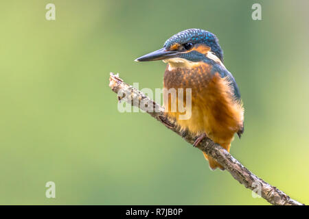 Eurasischen Eisvogel (Alcedo atthis). Dieser Vogel ist eine weit verbreitete kleiner Eisvogel mit Vertrieb in Europa, Asien und Nordafrika. Es ist Resident Stockfoto