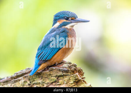 Eurasischen Eisvogel (Alcedo atthis) ist ein weit verbreitetes kleiner Eisvogel mit Vertrieb in Europa, Asien und Nordafrika. Es ist ansässig in Stockfoto