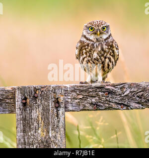 Steinkauz (Athene noctua) nachtaktiven Vogel auf log gehockt und Kamera Stockfoto