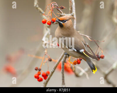 Die Bohemian waxwing (Bombycilla garrulus) ist ein starling große Säugetierart, die Bohemian Waxwing ist ein unregelmäßiger Winter Besucher aus dem fernen Nr. Stockfoto