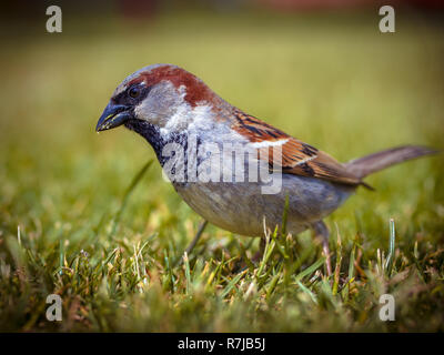 Männliche Haussperling (Passer domesticus) auf der Suche nach Essen Stockfoto