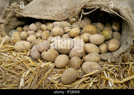 02.10.2005, Handewitt, Schleswig-Holstein, Deutschland - Sack Kartoffeln in Stroh zum Erntedankfest. 0 DX 051002 D 383 CAROEX.JPG [MODEL RELEASE: NICHT APPLICAB Stockfoto