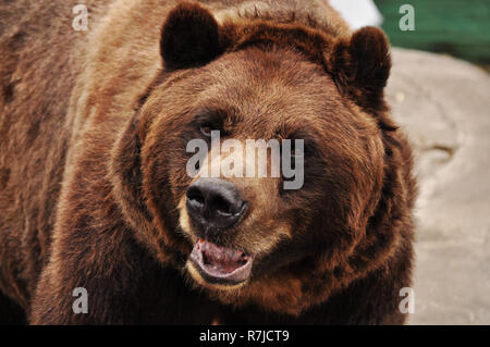 Wütend braun Grizzly Bär Stockfoto