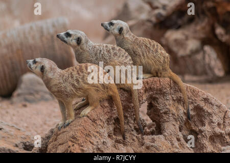 Drei Erdmännchen (suricata suricatta) sitzen auf felsigen Oberfläche Stockfoto