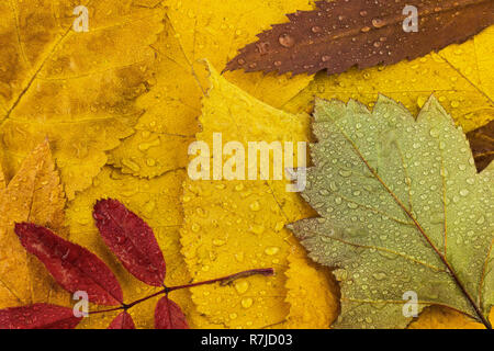 Blätter im Herbst mit Wassertropfen Nahaufnahme Stockfoto