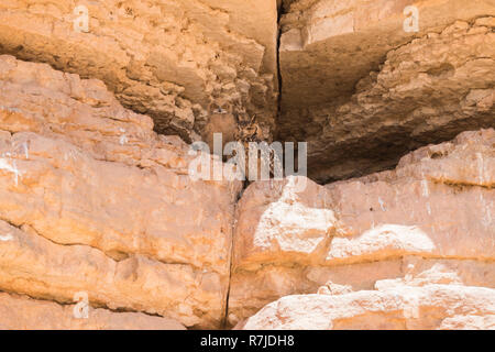 Pharao Eagle-Owl (bubo ascalaphus), erwachsenes Weibchen im Nest mit ihren Küken Stockfoto